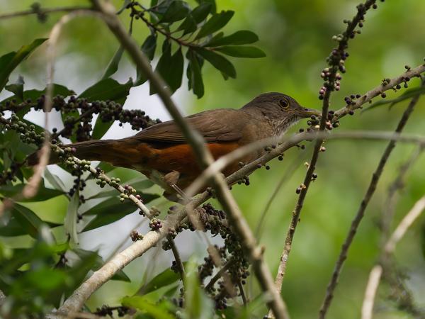 Roodbuiklijster (Turdus rufiventris)